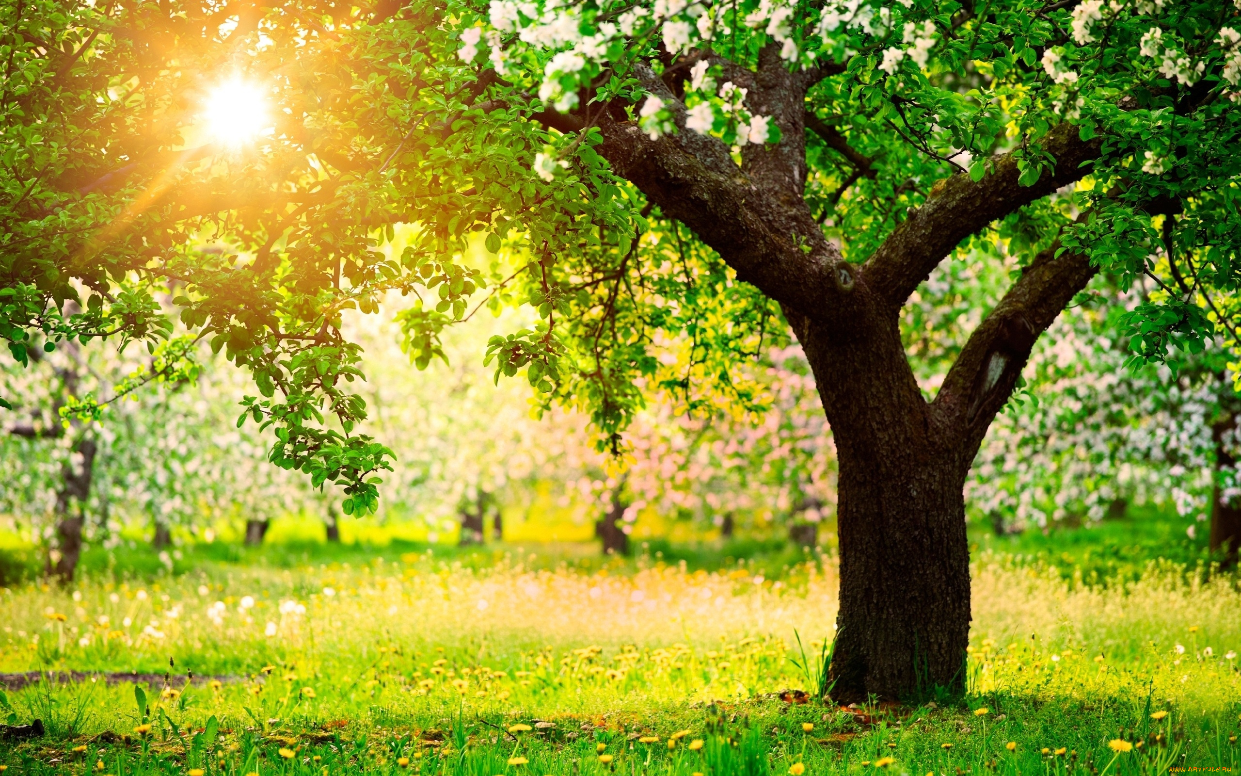 природа, деревья, весна, яблоня, сад, солнечный, день