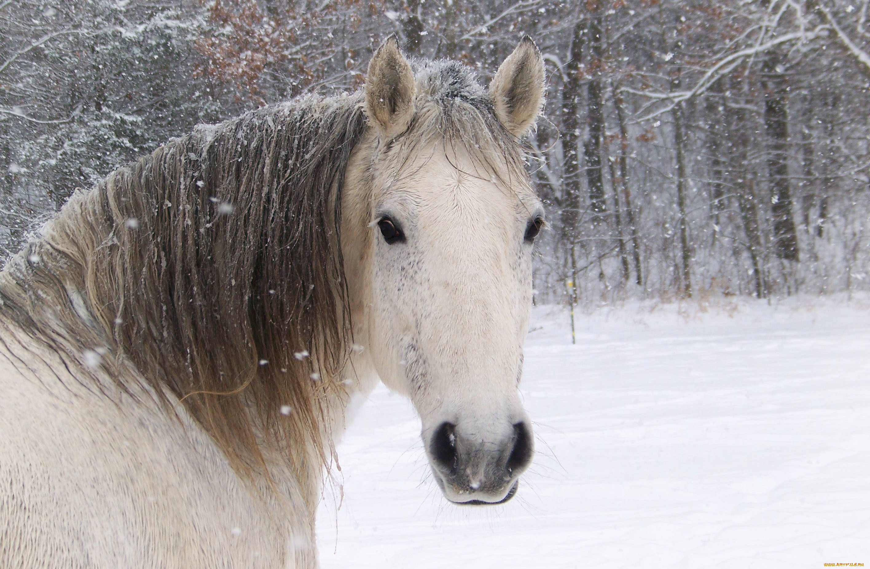 животные, лошади, лошадь, белый, морда, снег, конь