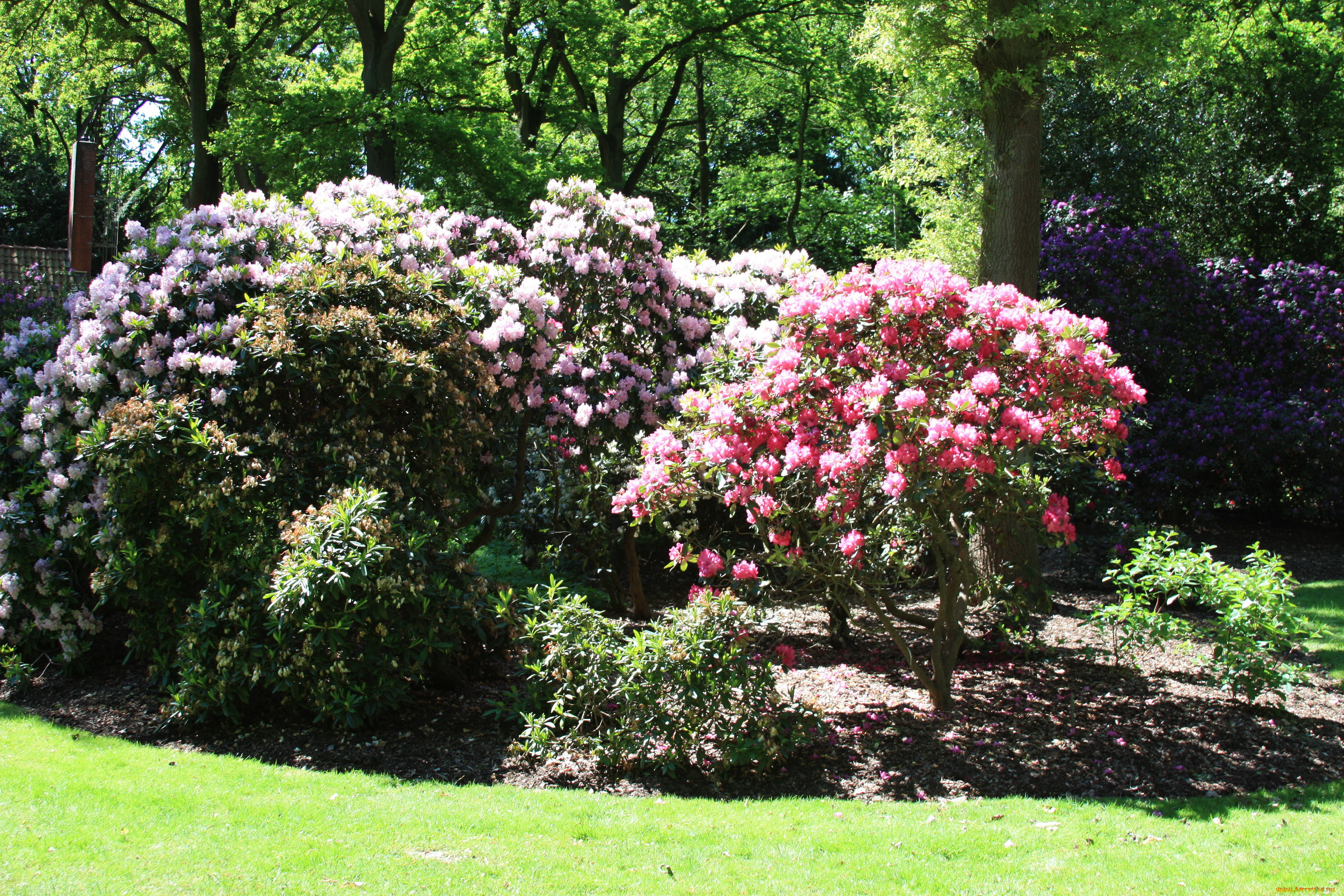 rhododendron, park, bremen, германия, природа, парк, кусты