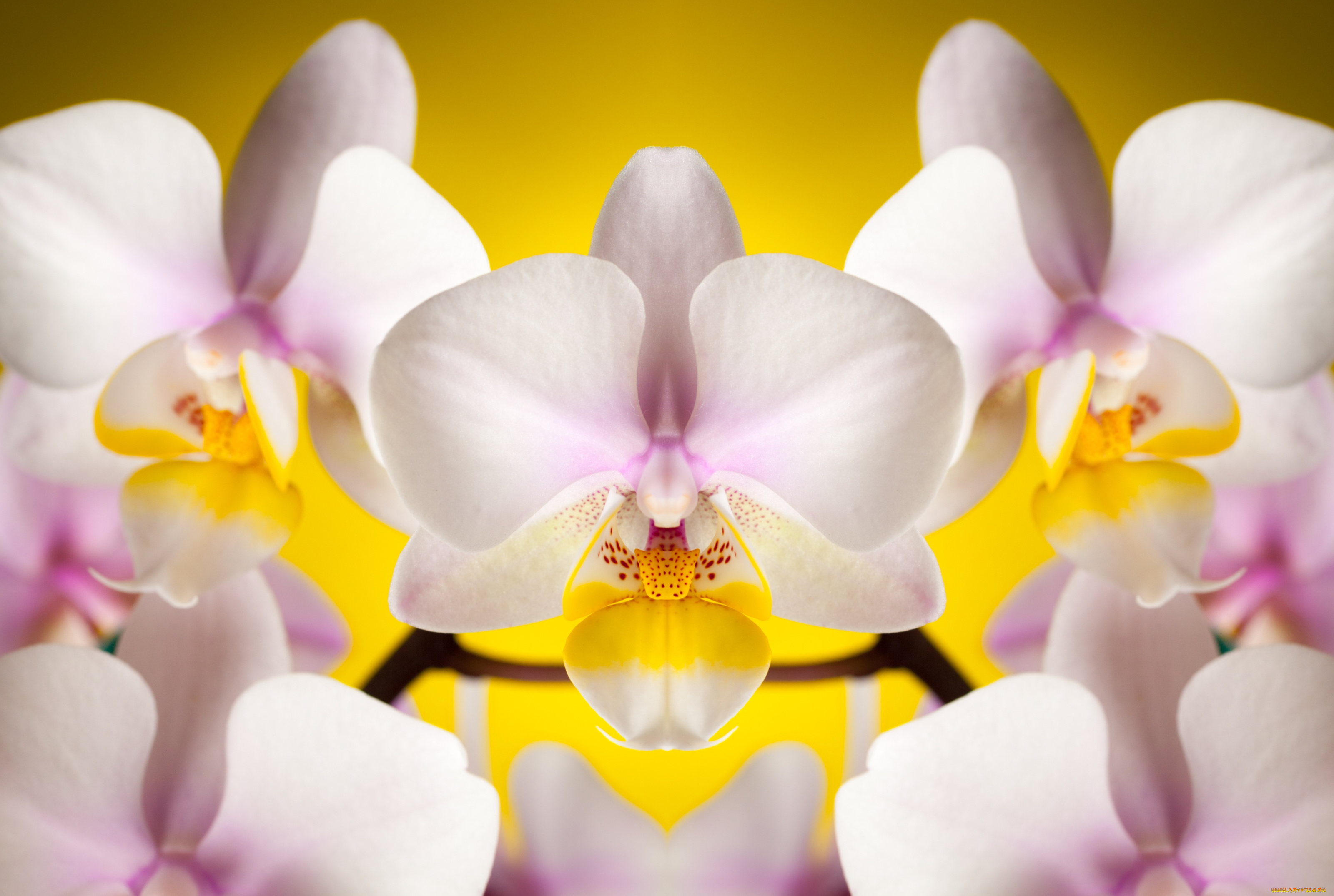 цветы, орхидея, белая без смс