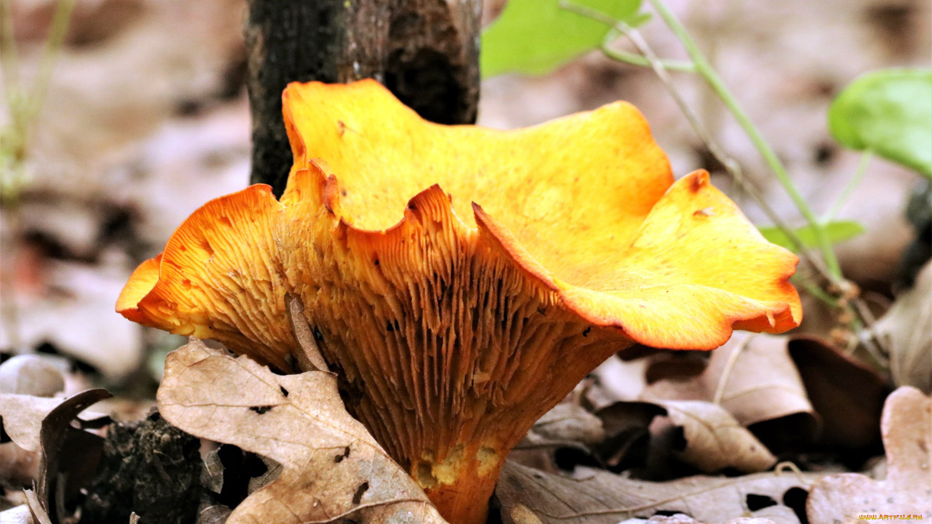 природа, грибы, желтый, шляпка, гриб
