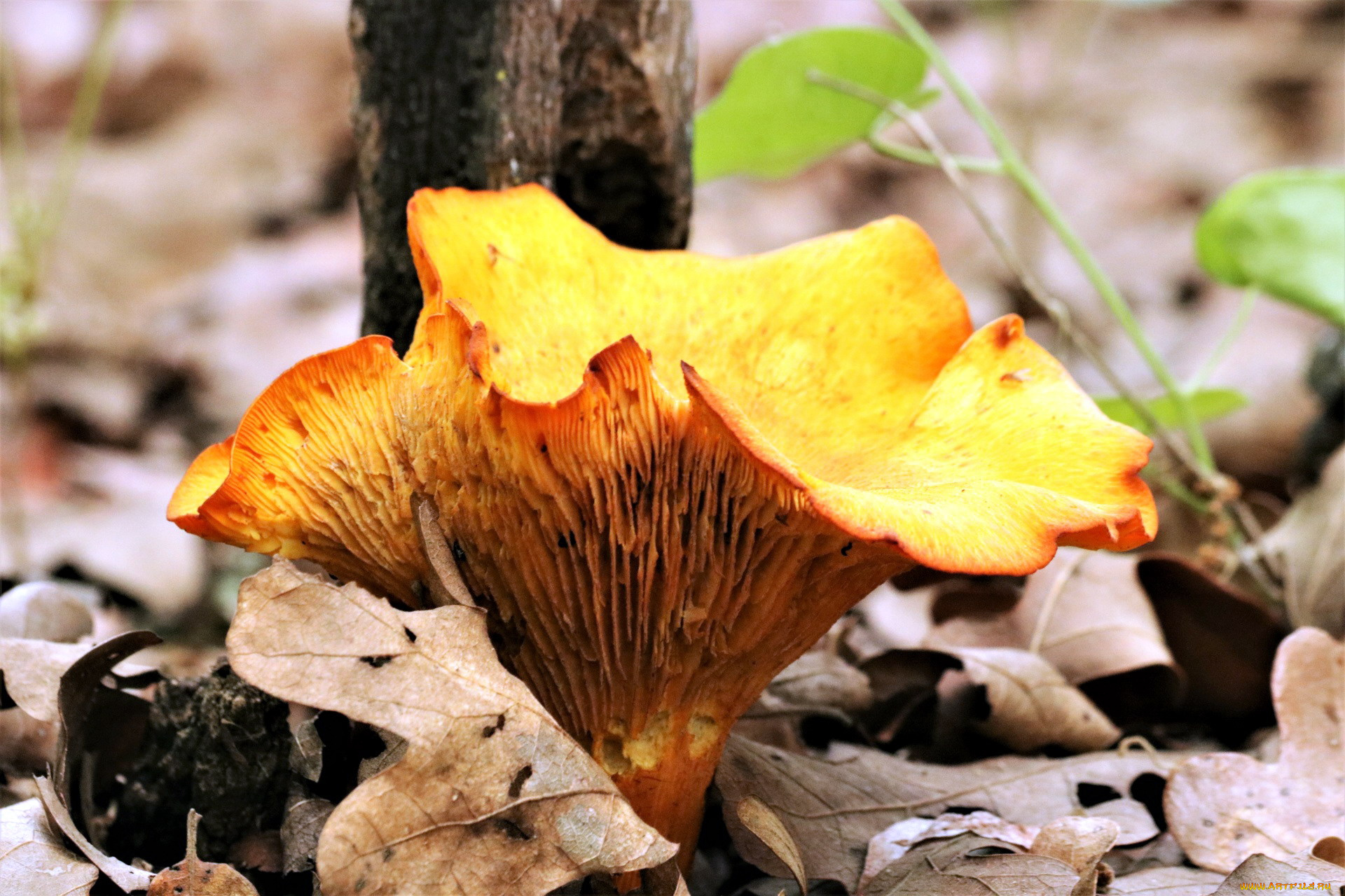 природа, грибы, желтый, шляпка, гриб