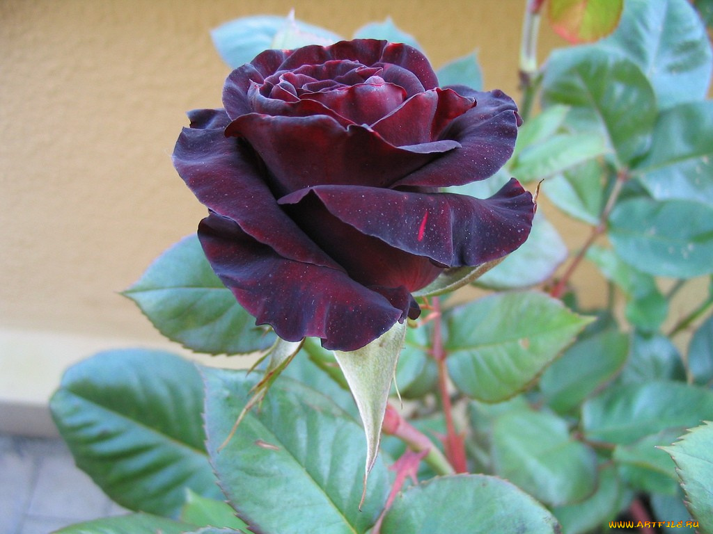 black, baccara, цветы, розы