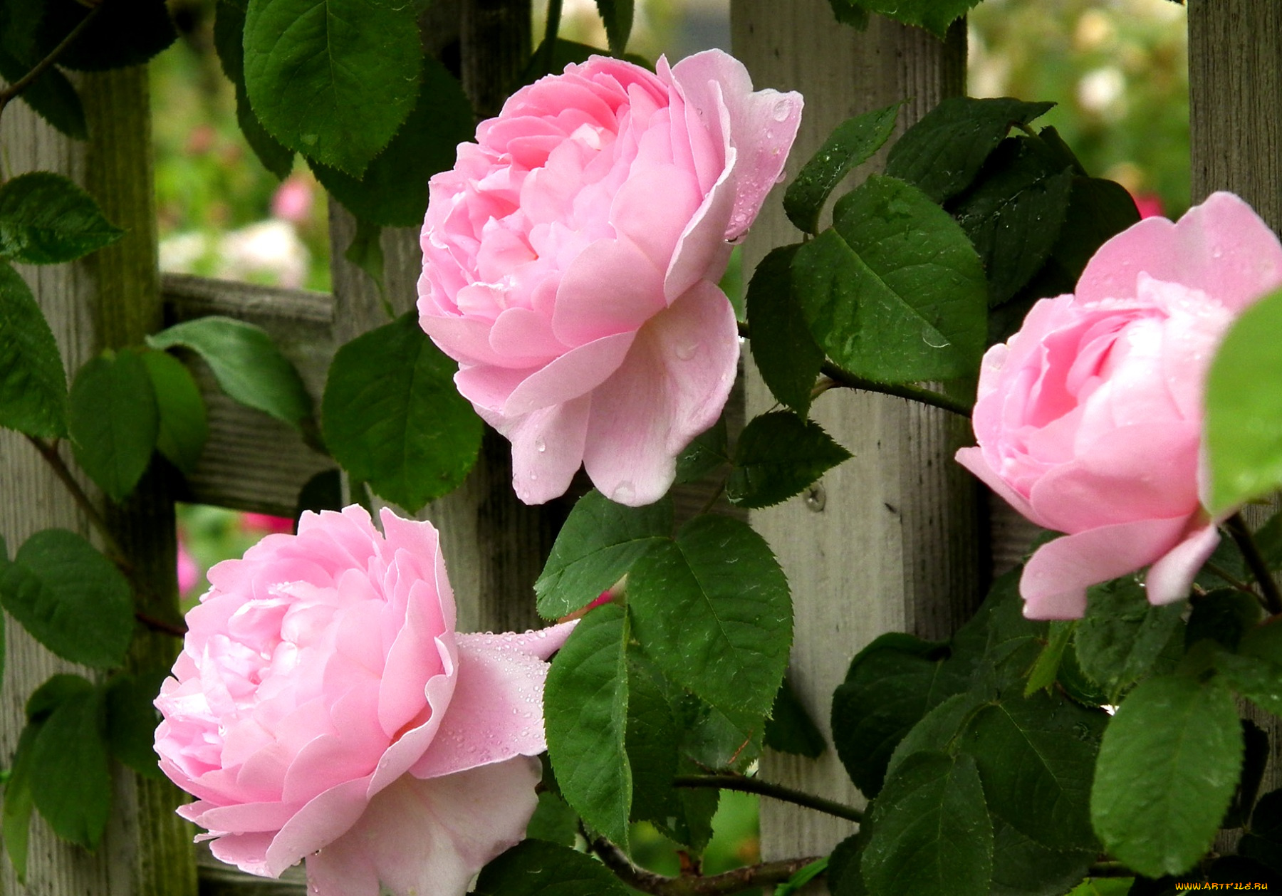 цветы, розы, забор, розовый, лепестки