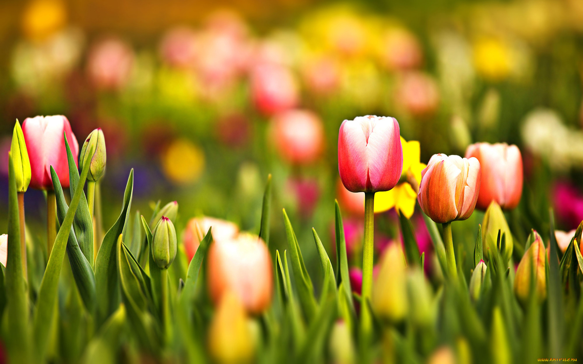 Весенние тюльпаны картинки красивые. Цветы тюльпаны. Весенний фон на рабочий стол. Красивые тюльпаны.
