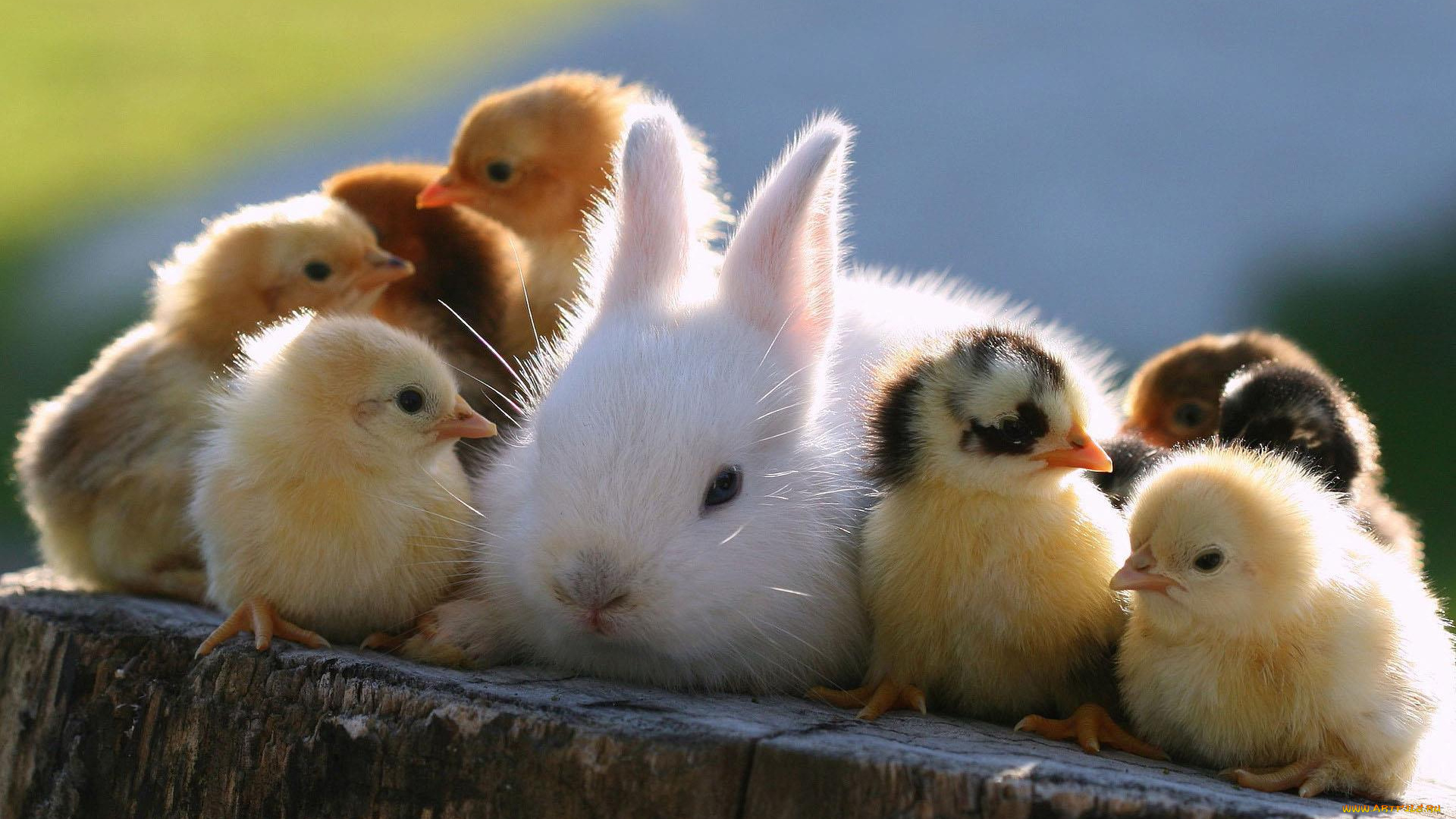 животные, разные, вместе, цыплята, кролик