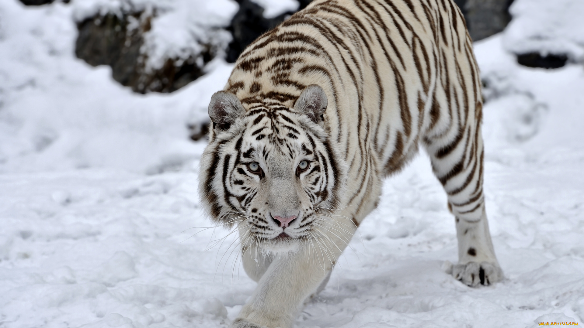 животные, тигры, снег, хищник