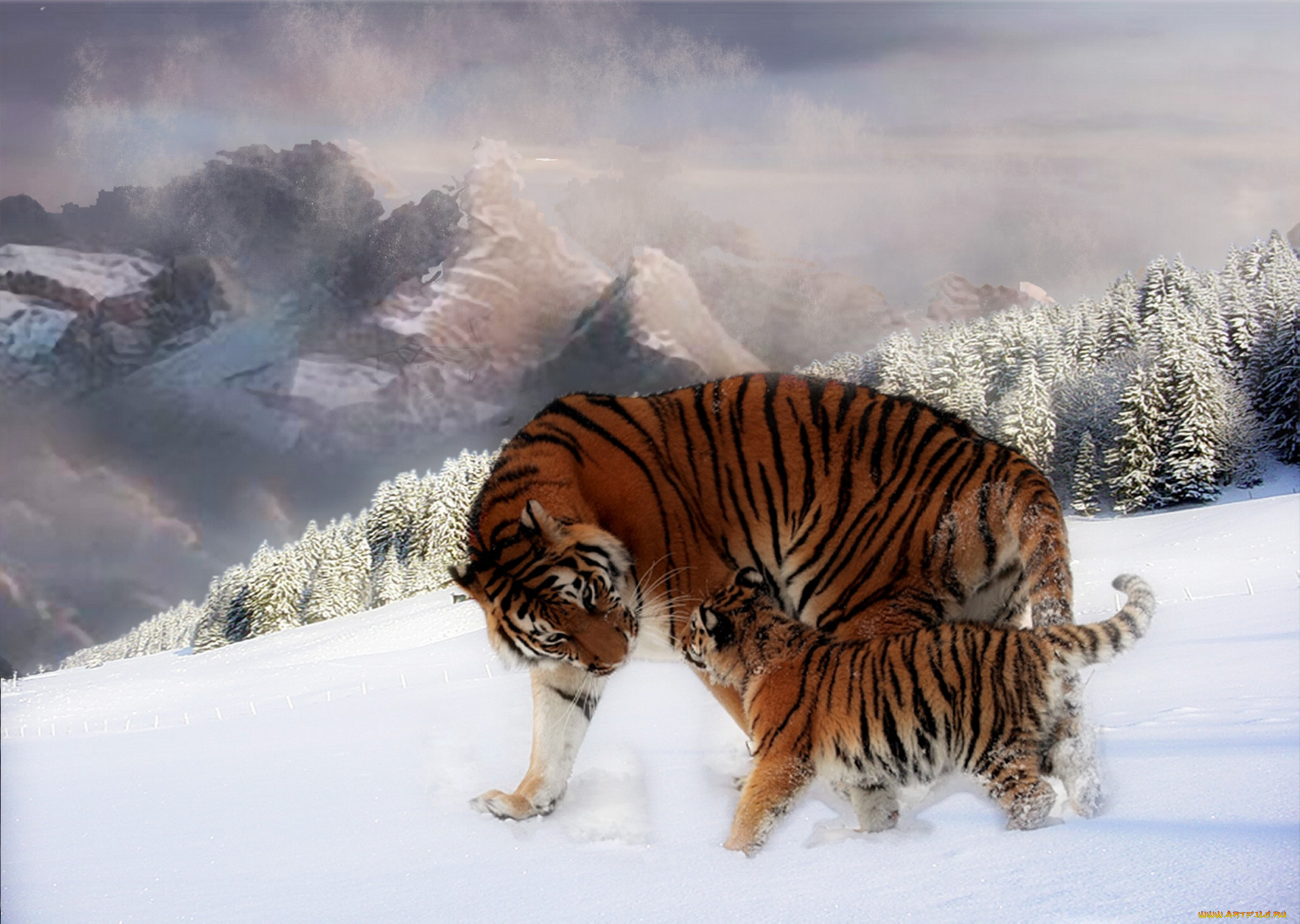 тигр на заснеженном камне скачать