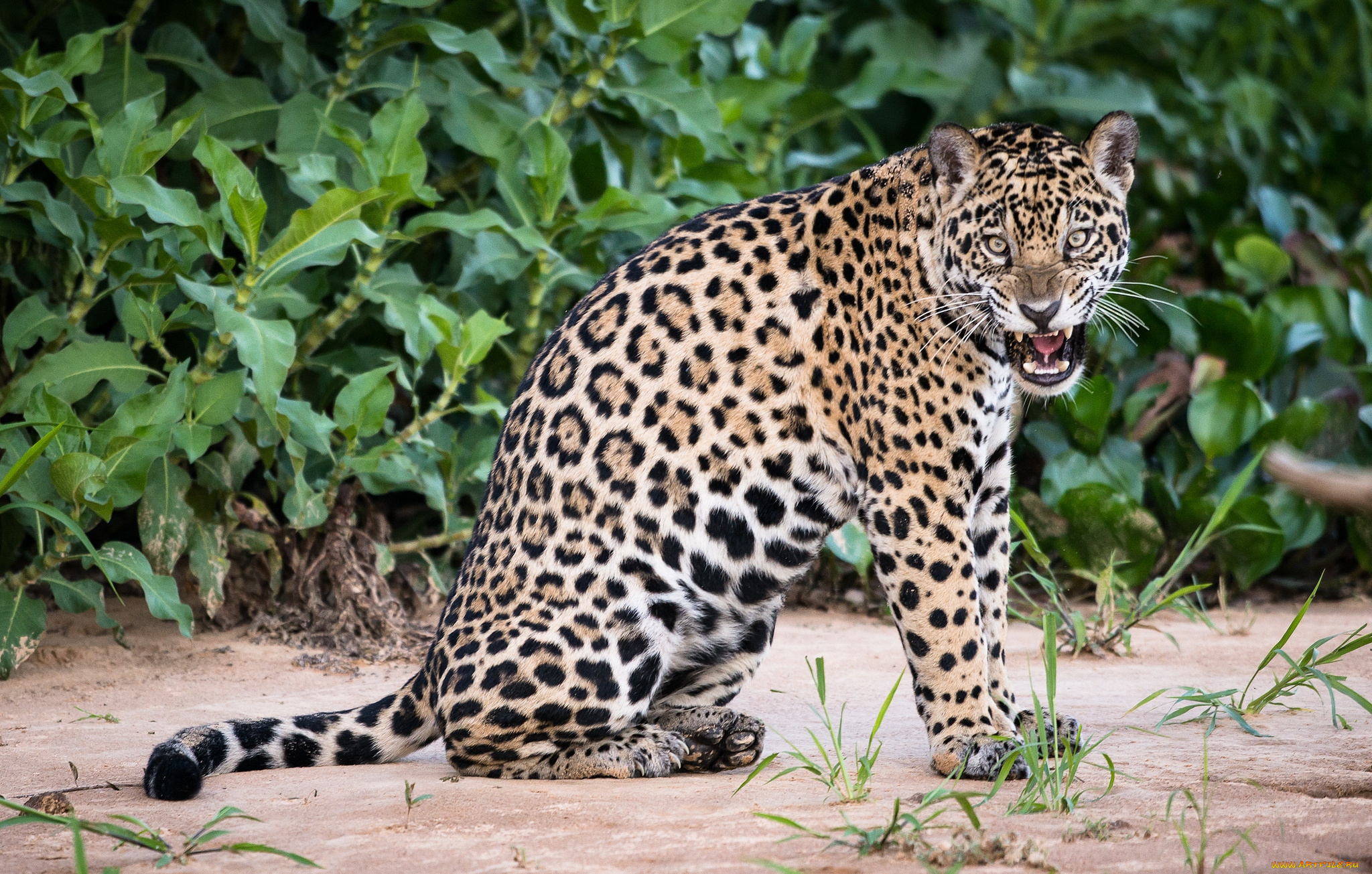 Домашний леопард сканворд 5 букв. Мексиканский Ягуар. Южноамериканский Ягуар. Перуанский Ягуар. Пятнистый Ягуар.