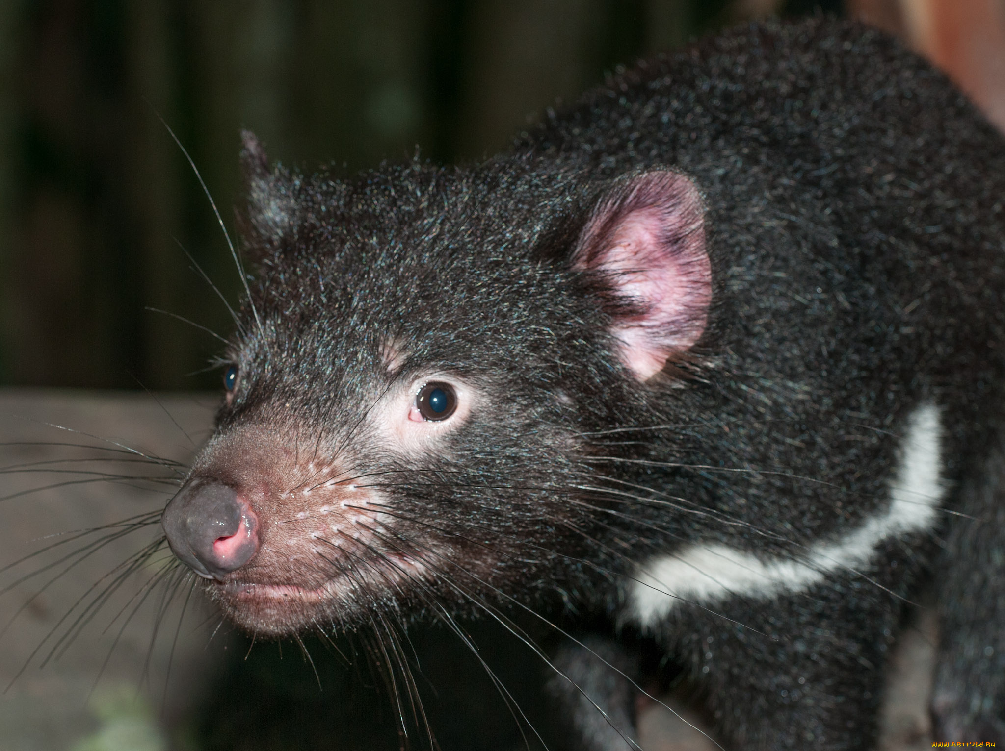 животные, тасманийский, дьявол, tasmanian, devil