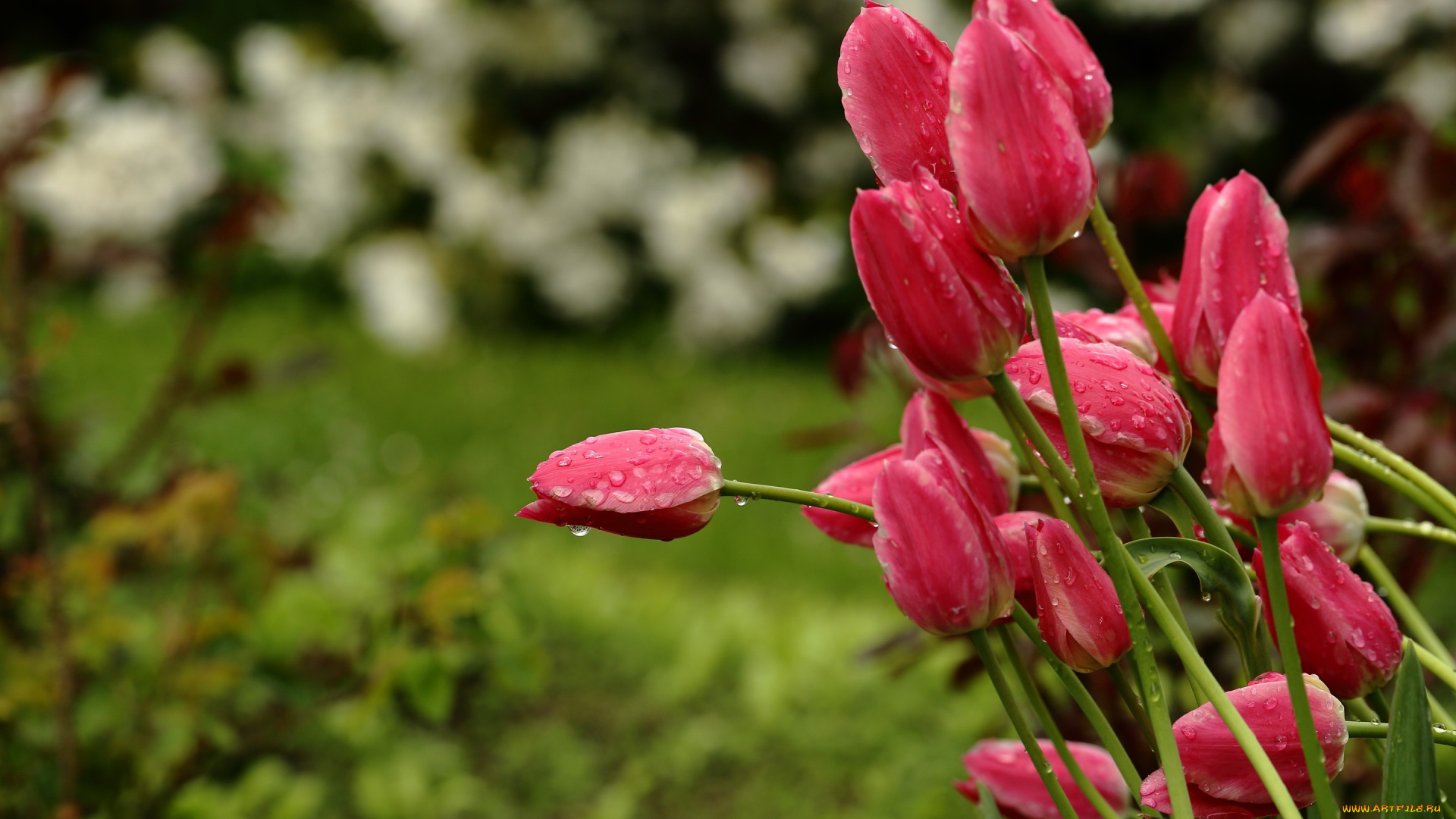 цветы, тюльпаны, природа, боке, дождь, весна, капли, стебли, бутоны, красные, сад