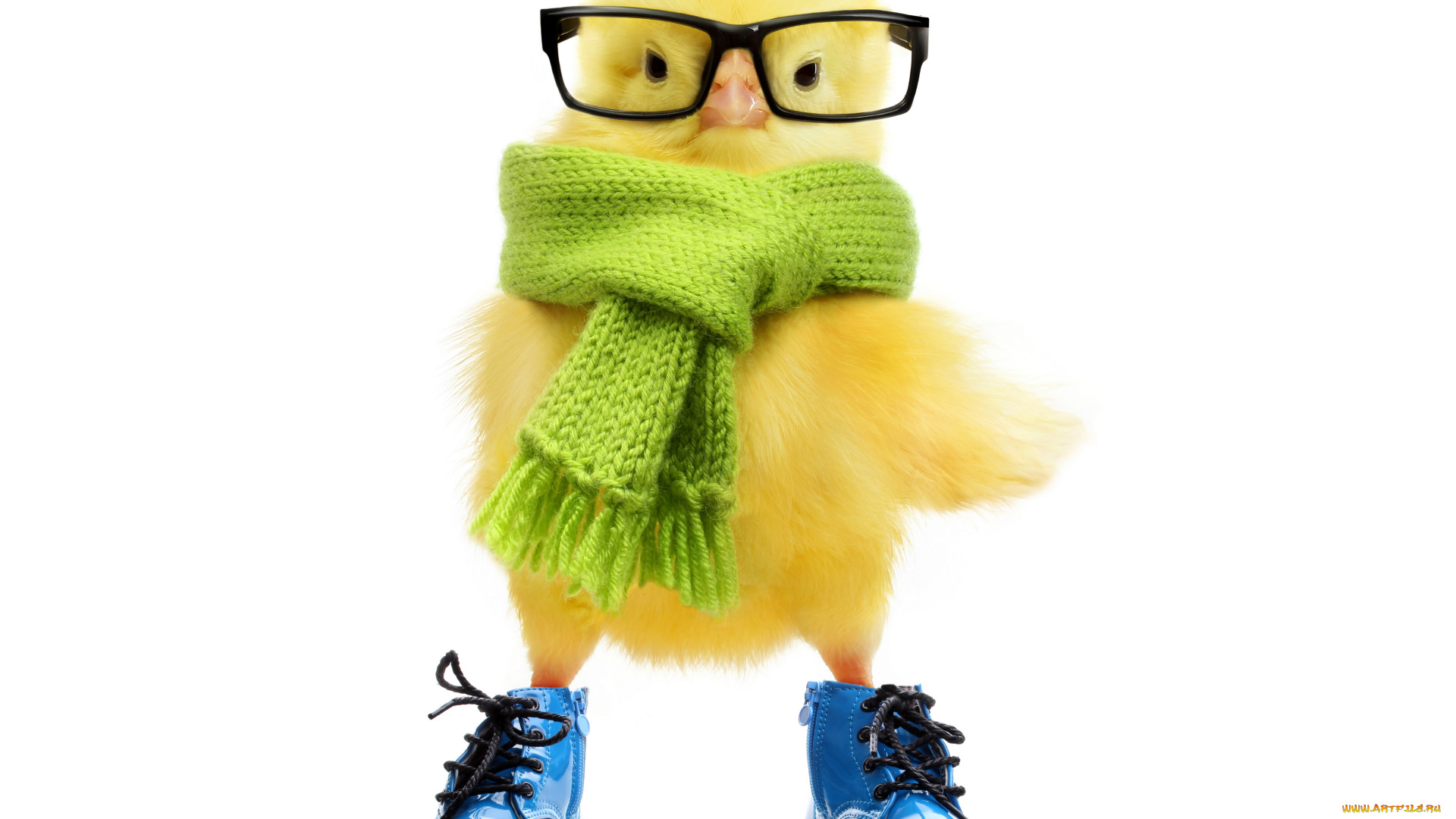 юмор, и, приколы, цыпленок, ботинки, очки, шарф