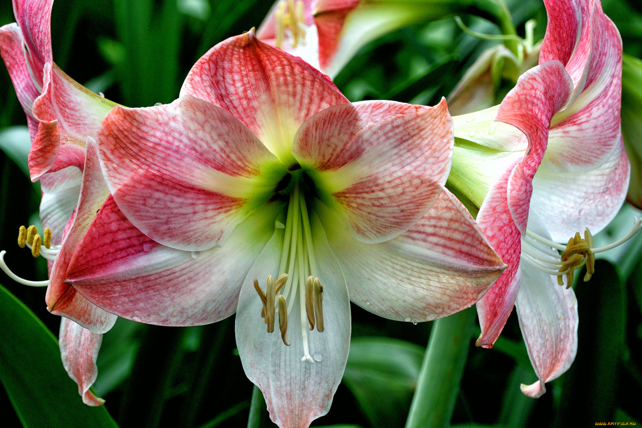 amaryllis, цветы, амариллисы, , гиппеаструмы, цветок