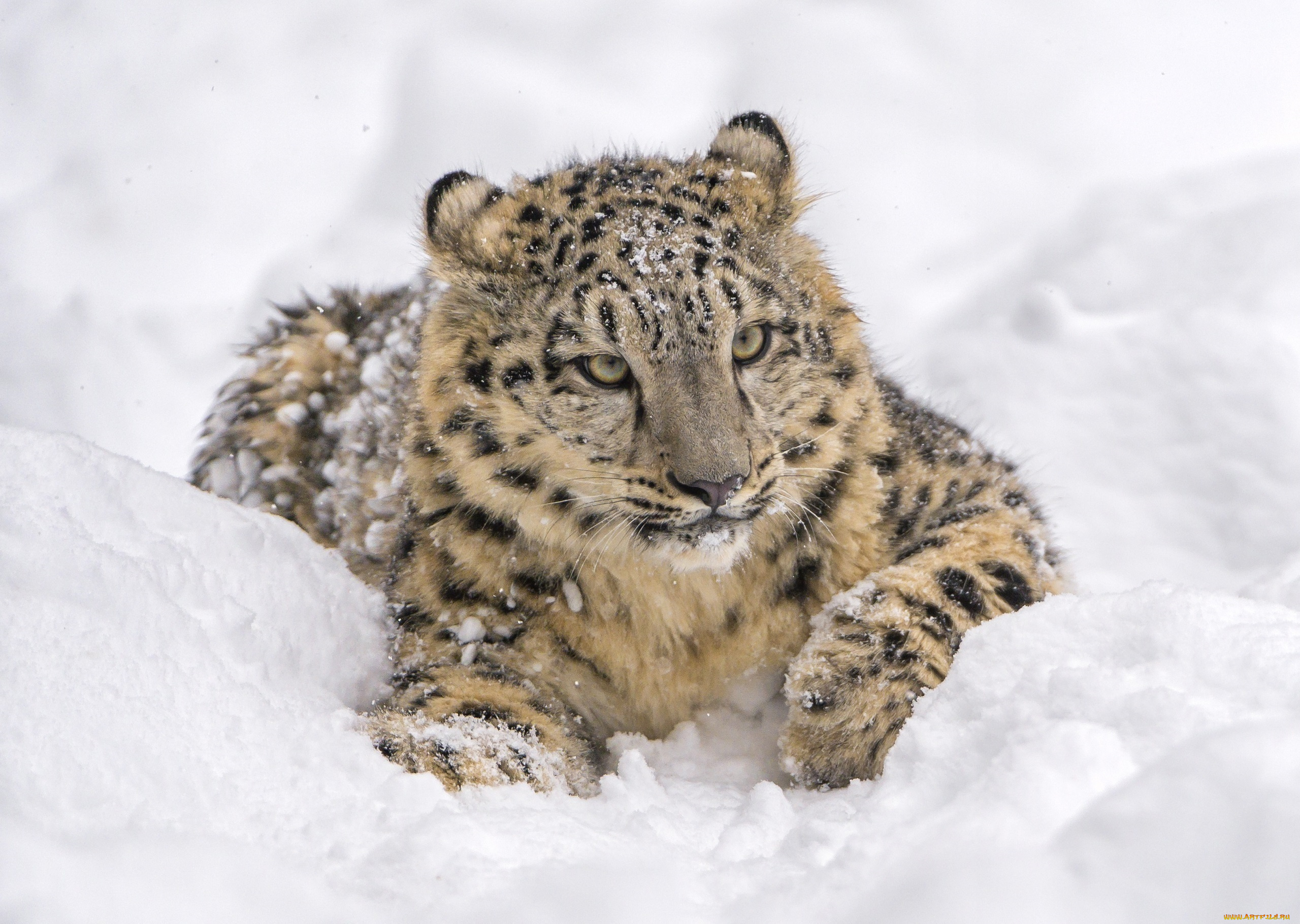 животные, снежный, барс, , ирбис, кошка, барс, снег, отдых, лежит, морда, хищник, зоопарк