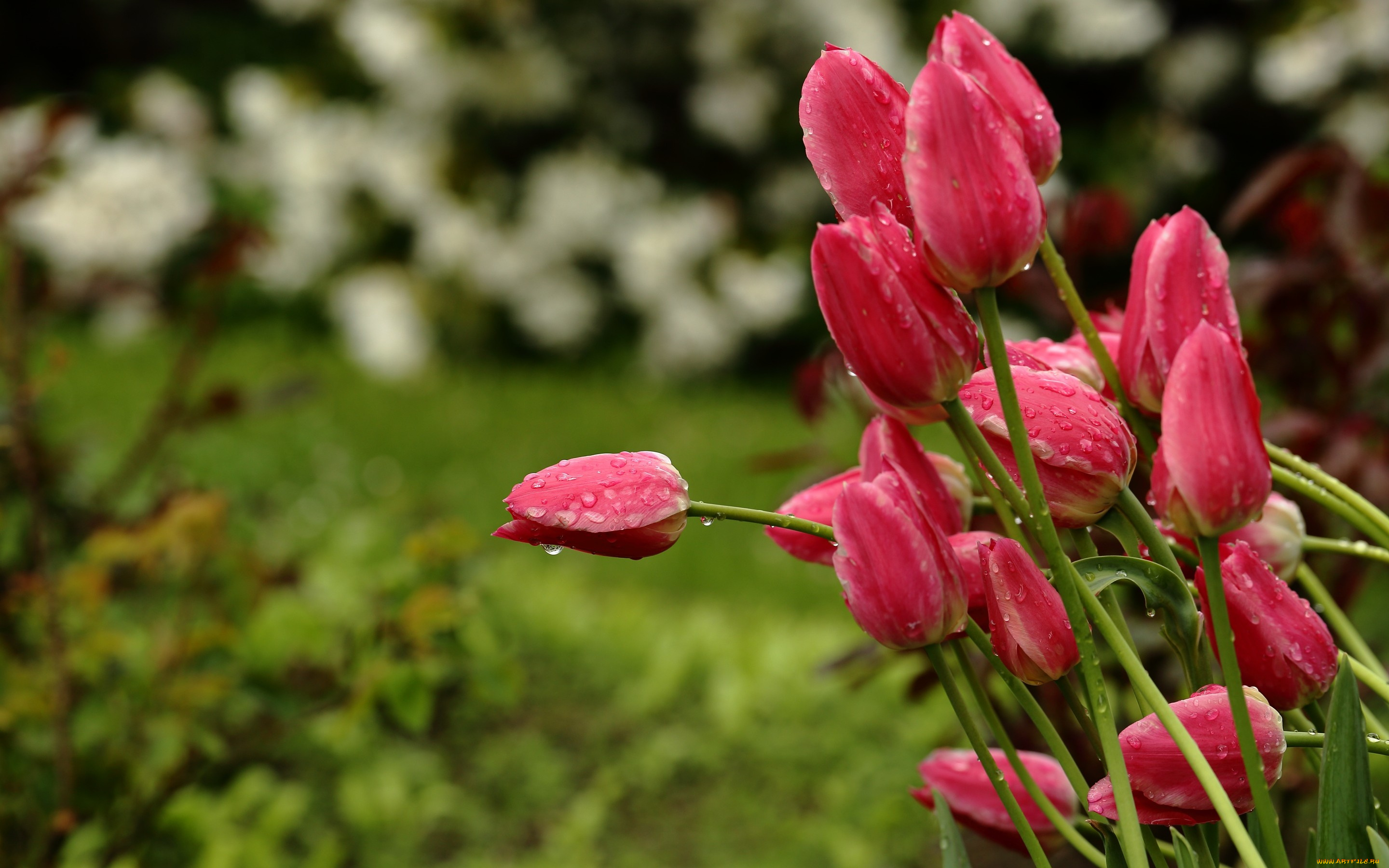 цветы, тюльпаны, природа, боке, дождь, весна, капли, стебли, бутоны, красные, сад