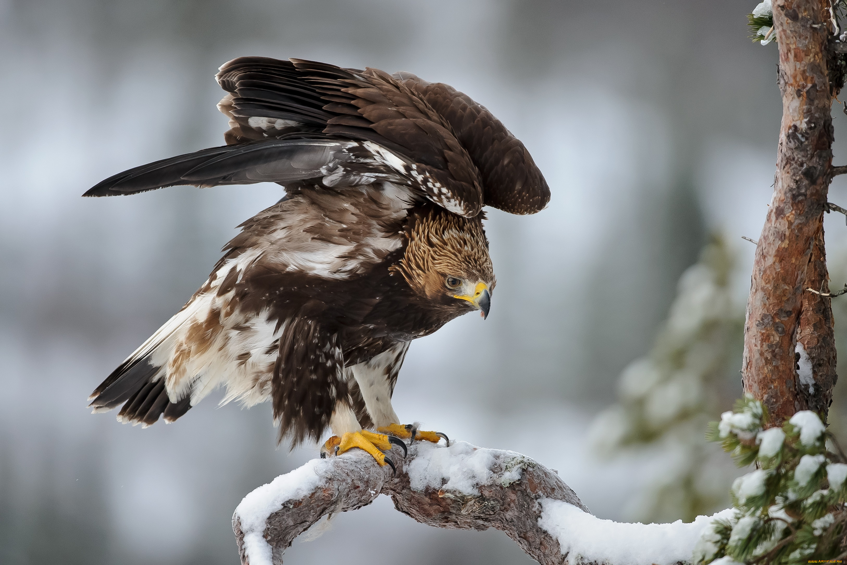 животные, птицы, -, хищники, птица, орел, зима, крылья, перья, сосна, ель, снег, мороз, bird, eagle, winter, snow