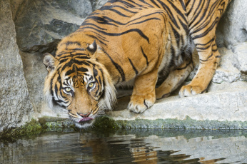 Картинка животные тигры водоём водопой язык морда кошка свет скалы