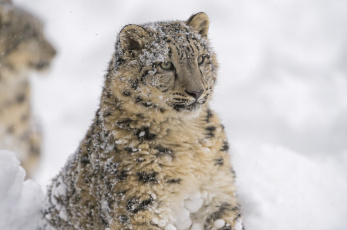 Картинка животные снежный+барс+ ирбис серьёзный портрет морда кошка хищник барс