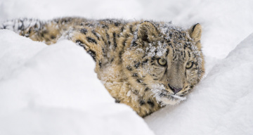 Картинка животные снежный+барс+ ирбис снег отдых лежит морда хищник молодой барс