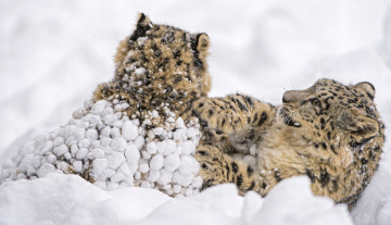 Картинка животные снежный+барс+ ирбис парочка хищники кошки барсы борьба драка снег игра