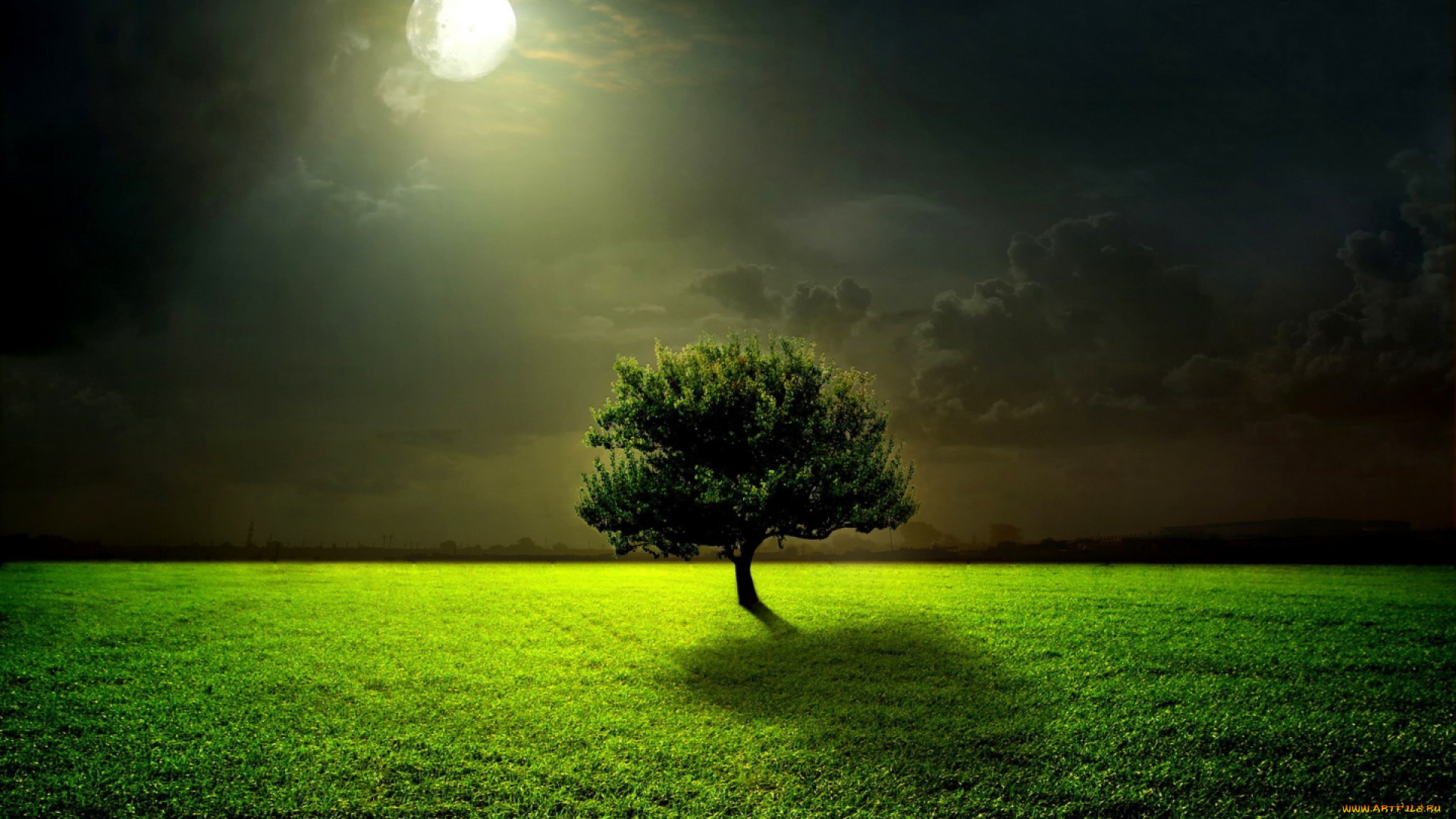 природа, деревья, ночь, трава, лунный, свет, луна, дерево