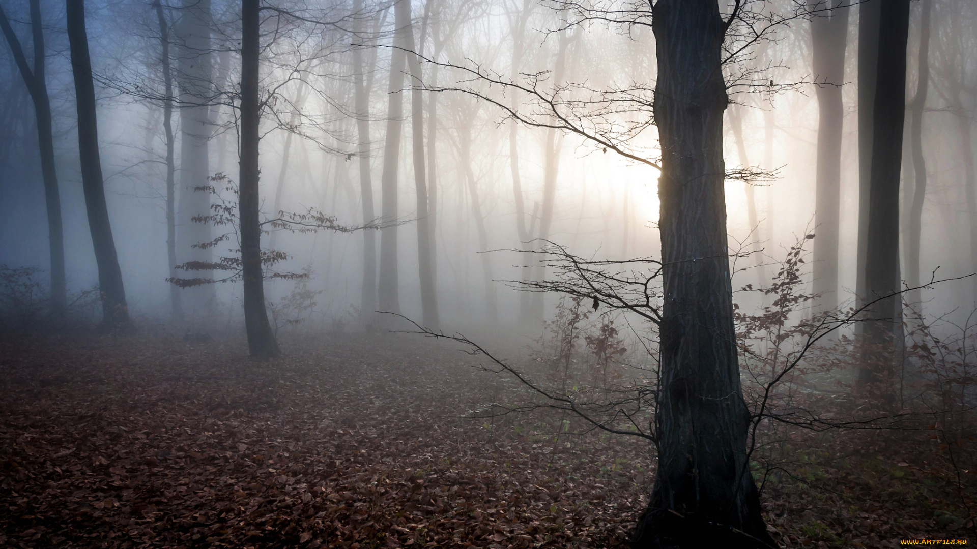 природа, лес, сумерки, туман, осень, венгрия, листья, мистика, рассвет
