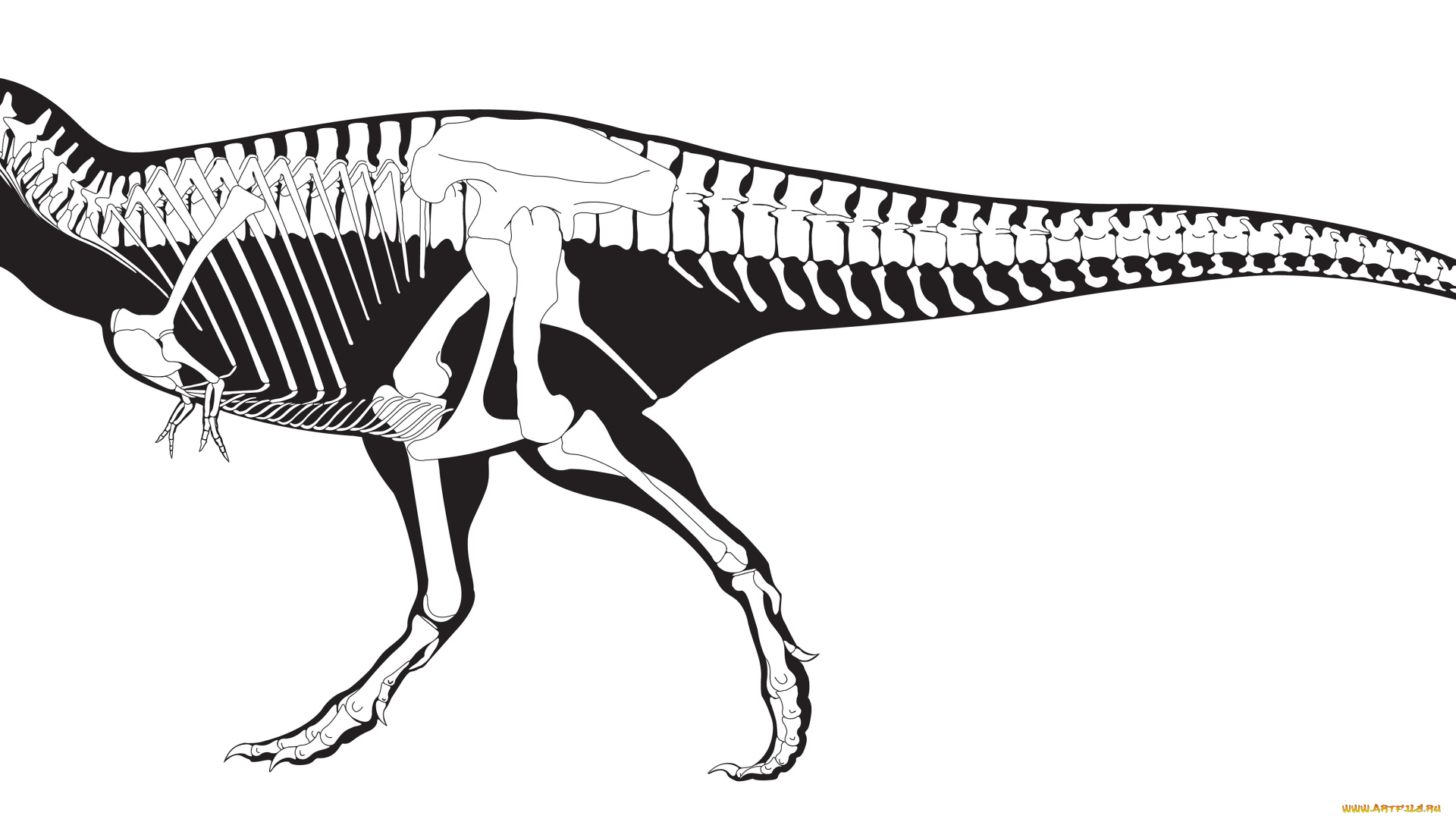 рисованное, минимализм, скелет, белый, черный, тираннозавр, динозавр