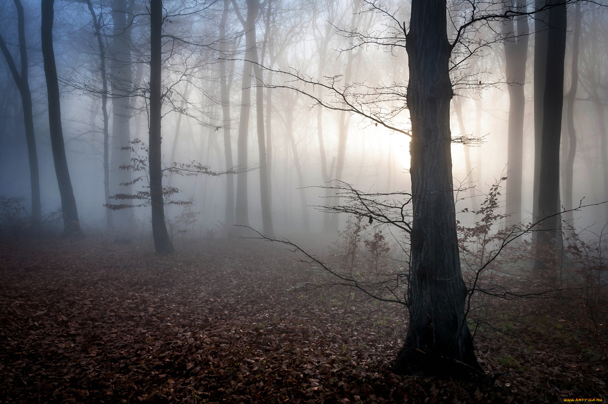 природа, лес, сумерки, туман, осень, венгрия, листья, мистика, рассвет
