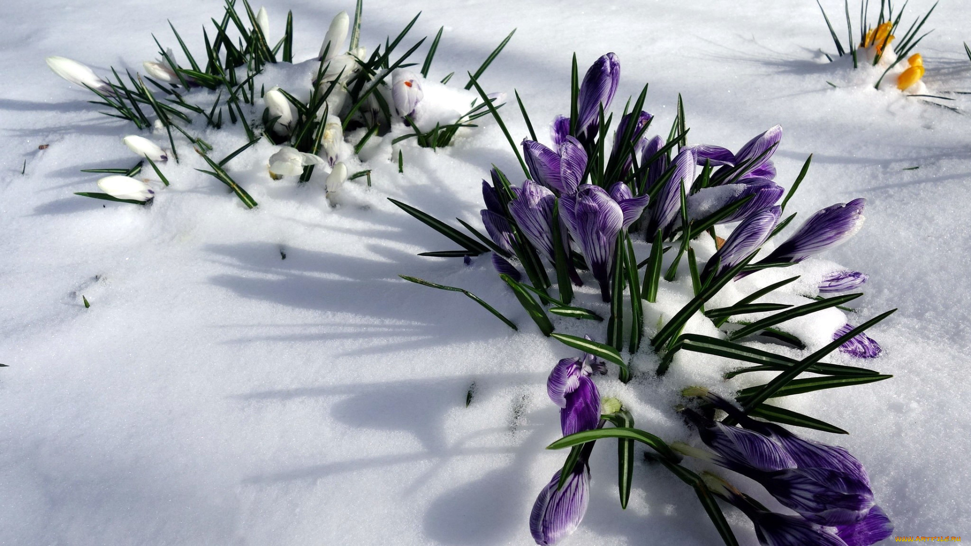 цветы, крокусы, снег, первоцветы