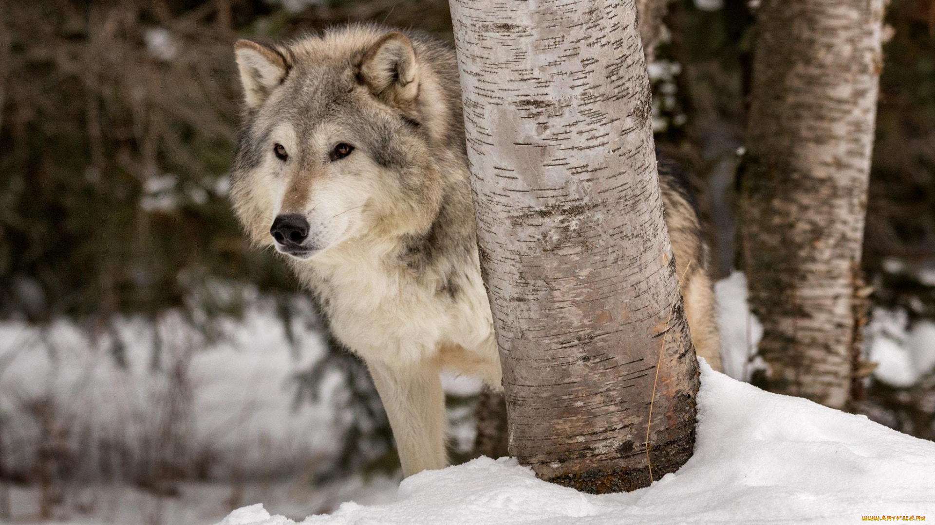 животные, волки, , койоты, , шакалы, волк, снег, деревья, серый, зима
