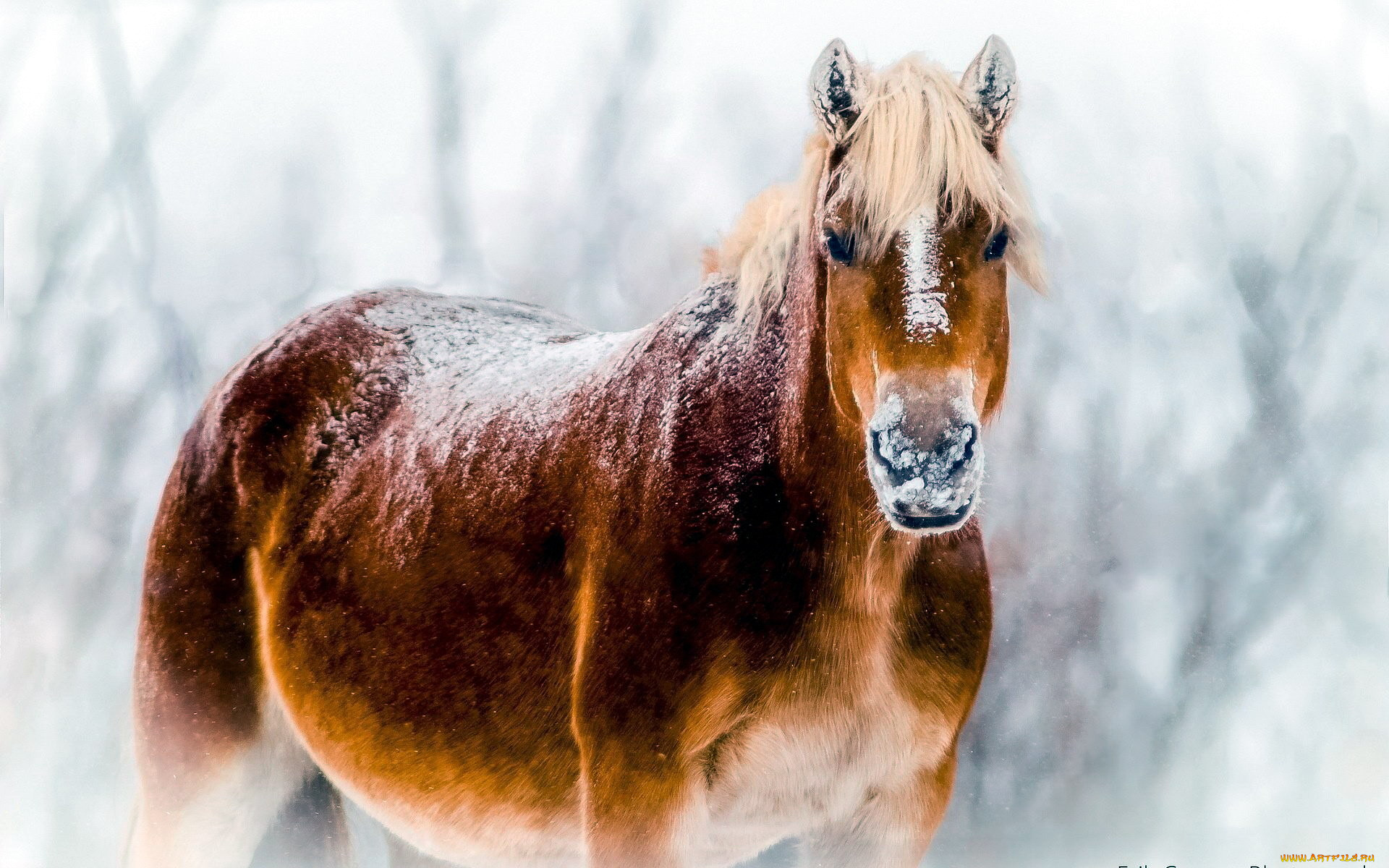 животные, лошади, снег, бурая, лошадь