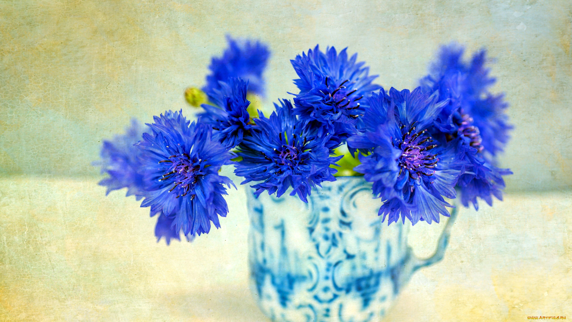 цветы, васильки, синий, букет