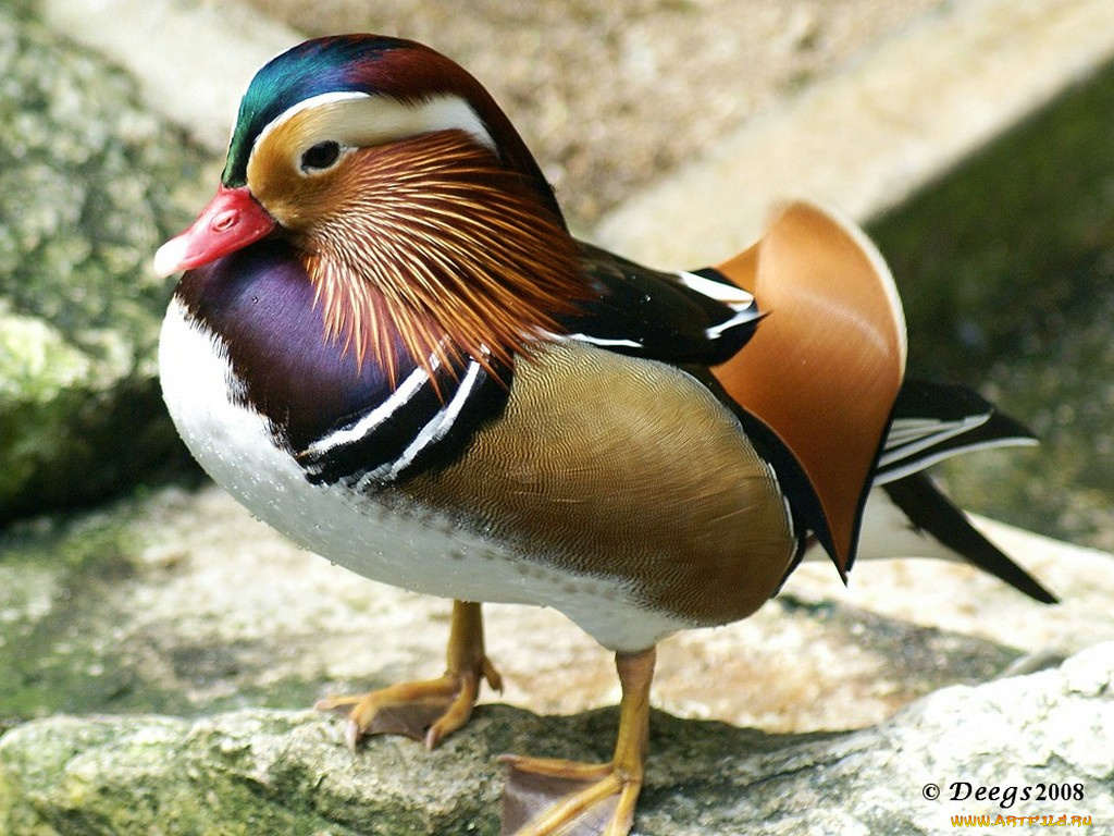 mandarin, duck, животные, утки