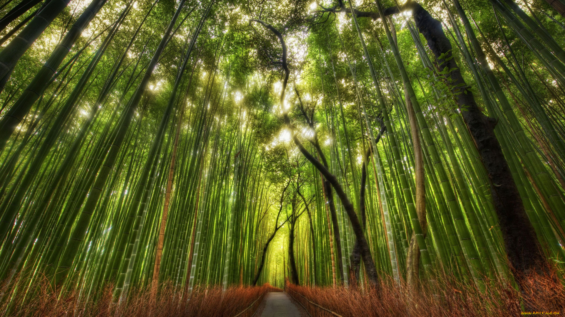 природа, дороги, бамбук