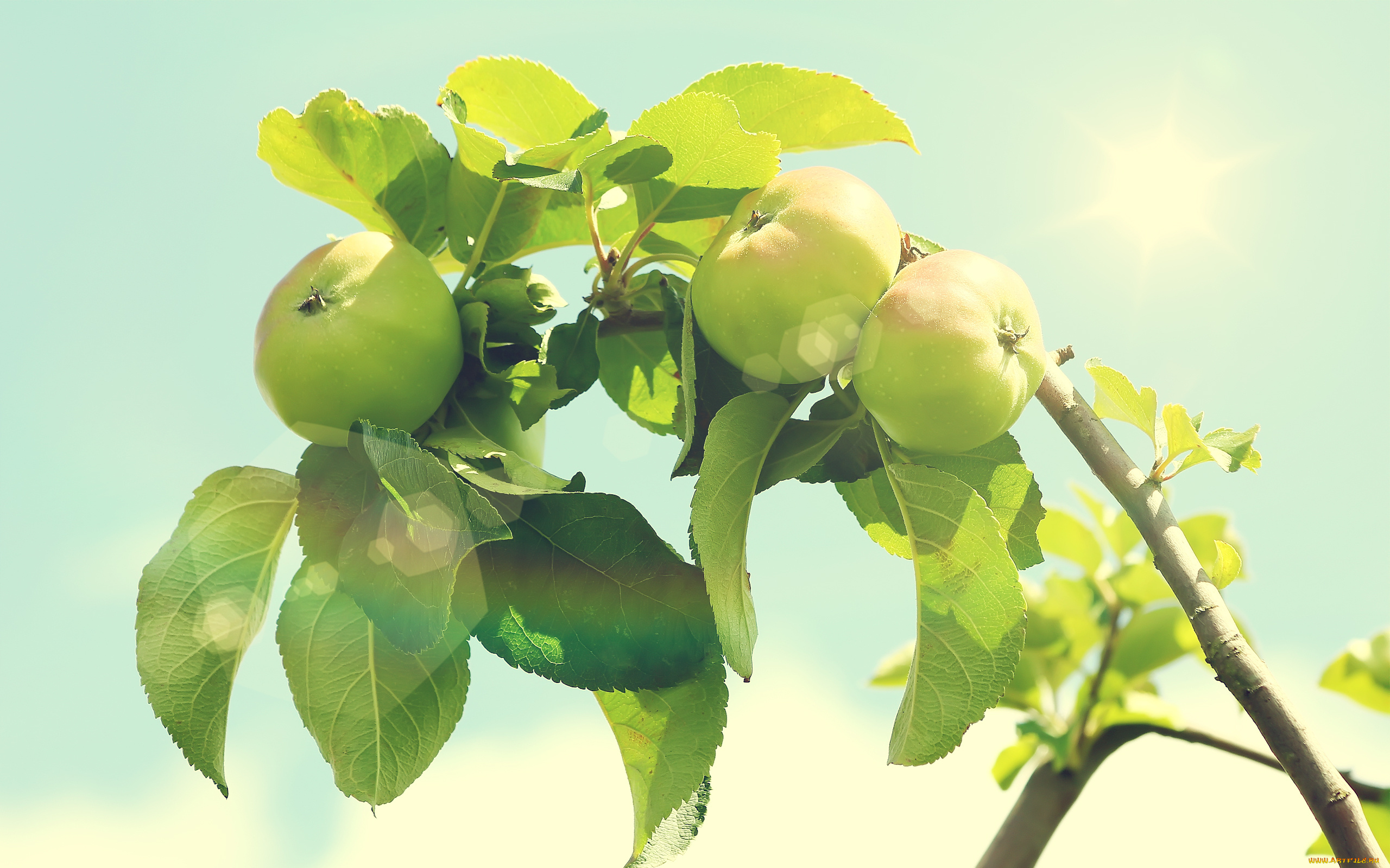 природа, плоды, яблоки, солнце, ветки, листья, дерево
