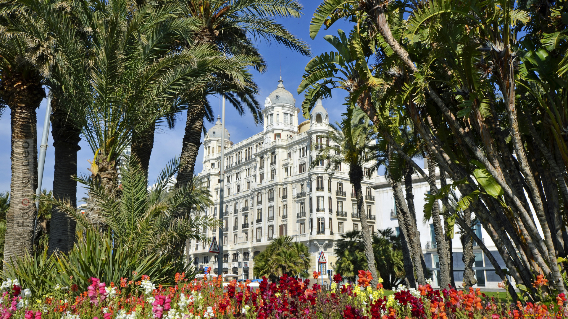 alicante, valencia, spain, города, здания, дома, аликанте, валенсия, испания, пальмы, цветы