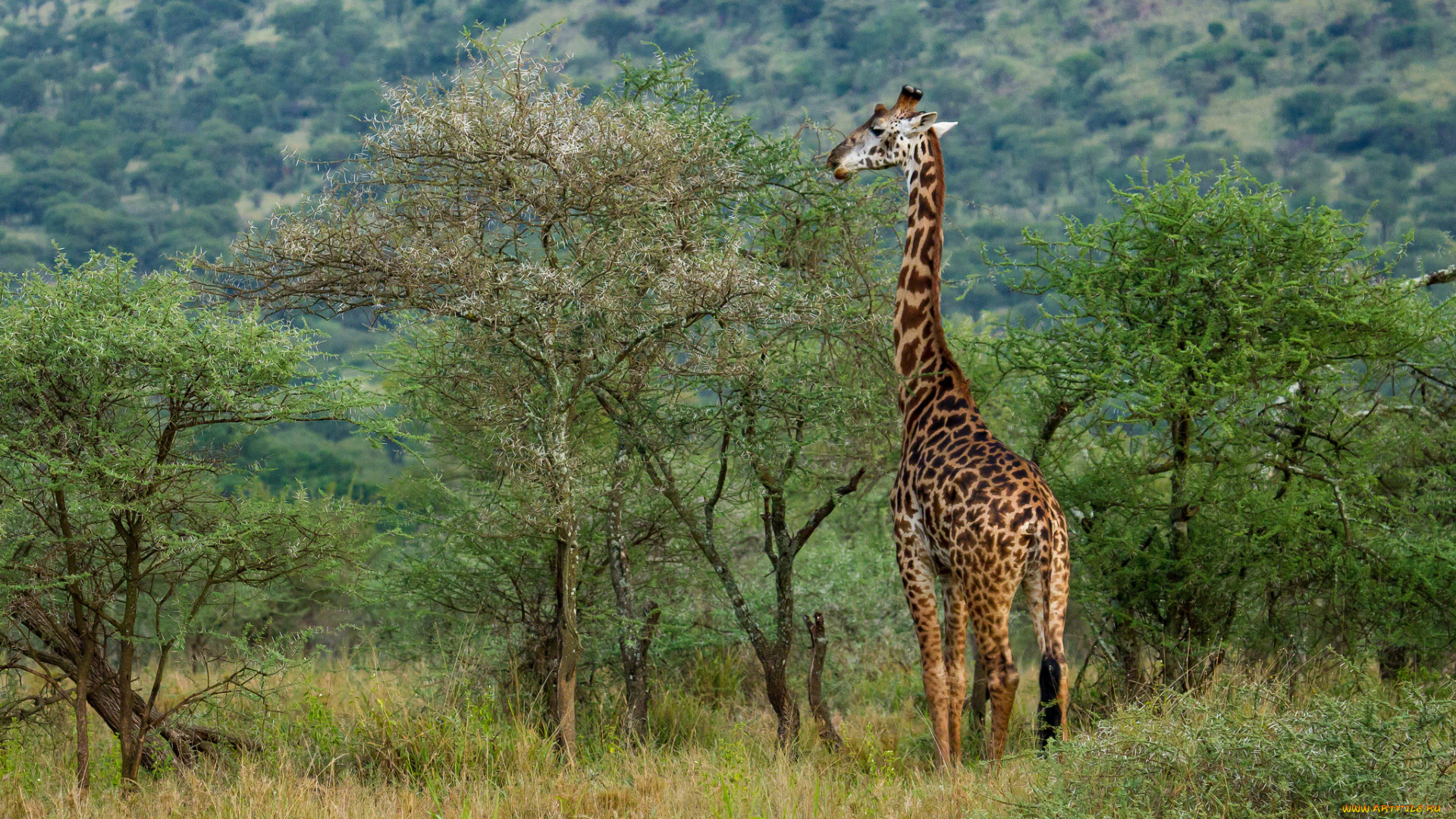 животные, жирафы, шея, деревья