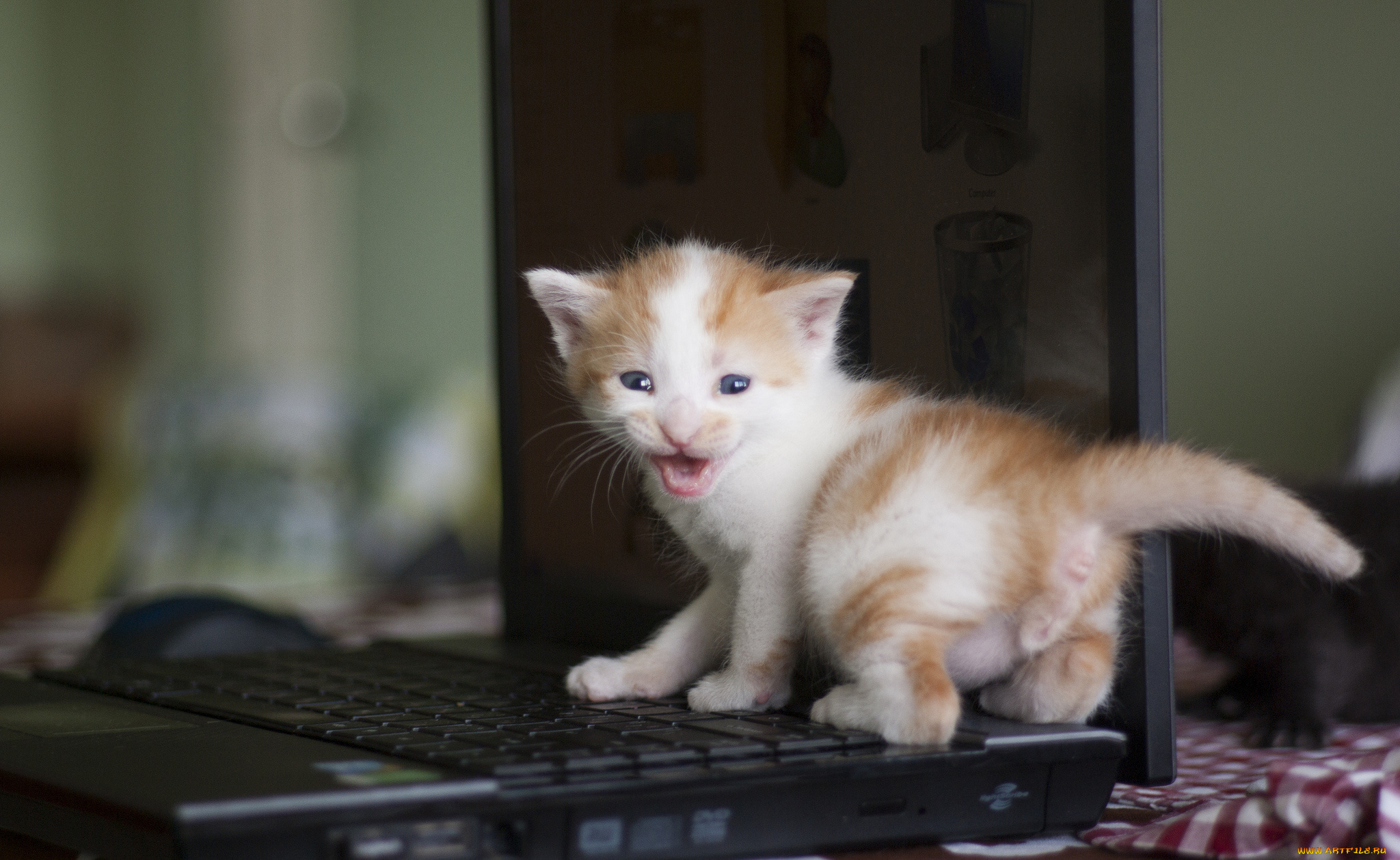 животные, коты, котёнок, малыш, лэптоп, ноутбук