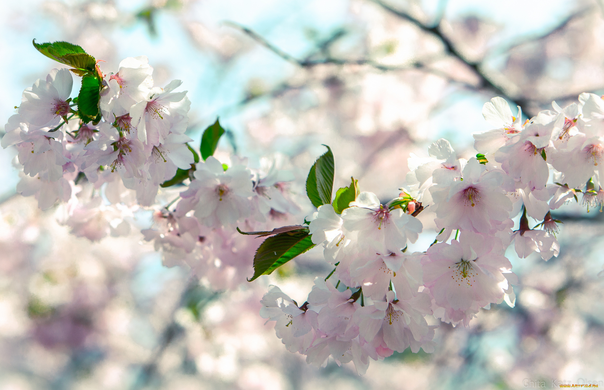 Фото весны на рабочий. Цветущая вишня. Весеннее цветение..