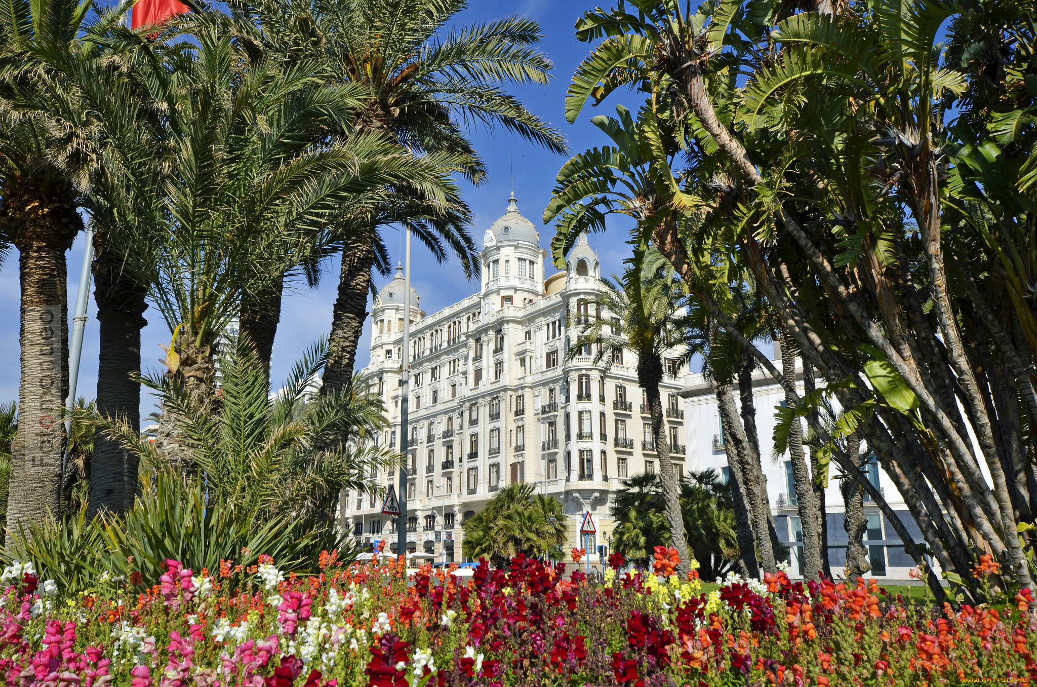 alicante, valencia, spain, города, здания, дома, аликанте, валенсия, испания, пальмы, цветы