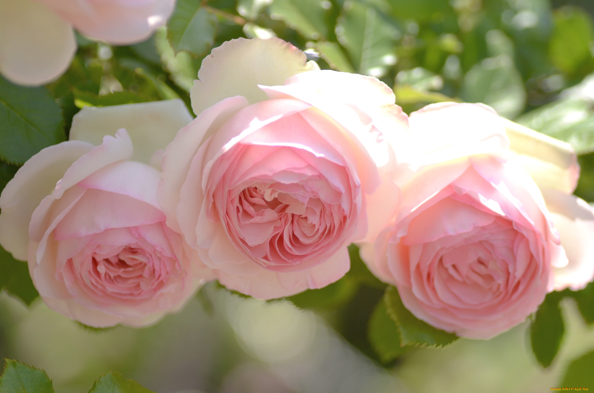 цветы, розы, розовый, нежность