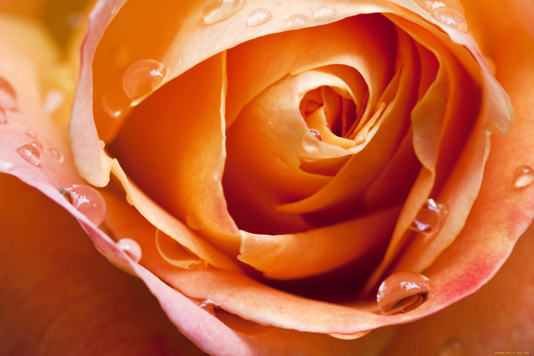 Качественное крупным планом. Бутон оранжевой розы. Крупные чайные розы. Крупные оранжевые цветы.