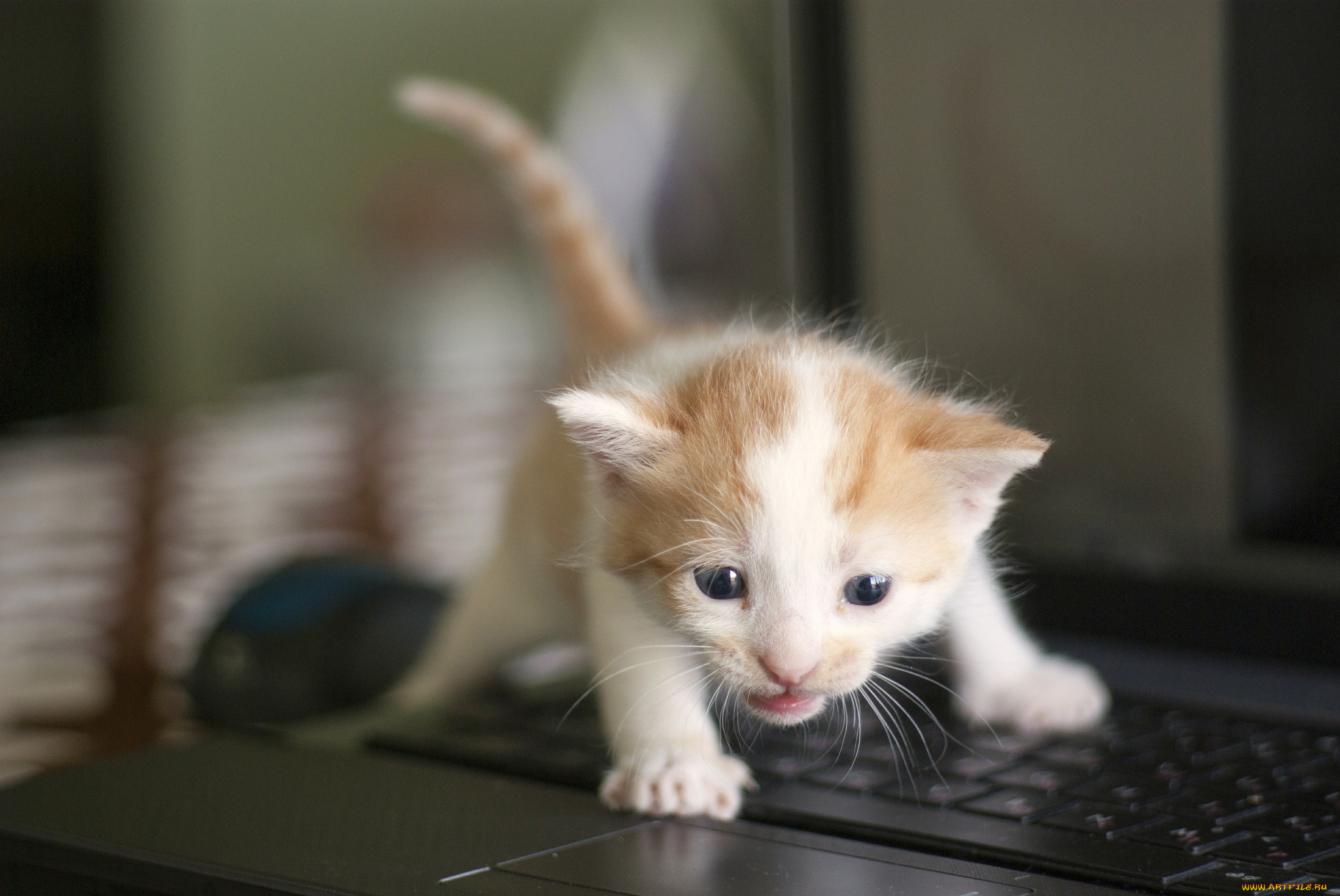 животные, коты, котёнок, малыш, клавиатура