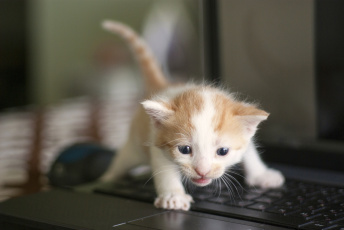 обоя животные, коты, котёнок, малыш, клавиатура