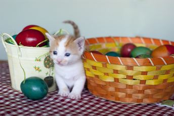 Картинка животные коты котёнок яйца крашенки пасха