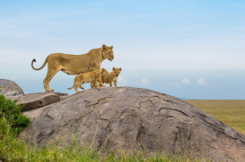 Картинка животные львы семья малыши мама