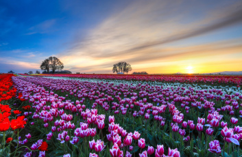 Картинка цветы тюльпаны поле плантация закат