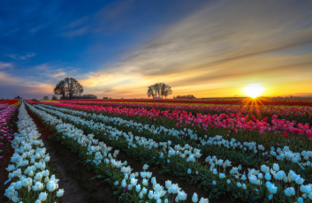 Картинка цветы тюльпаны поле плантация закат