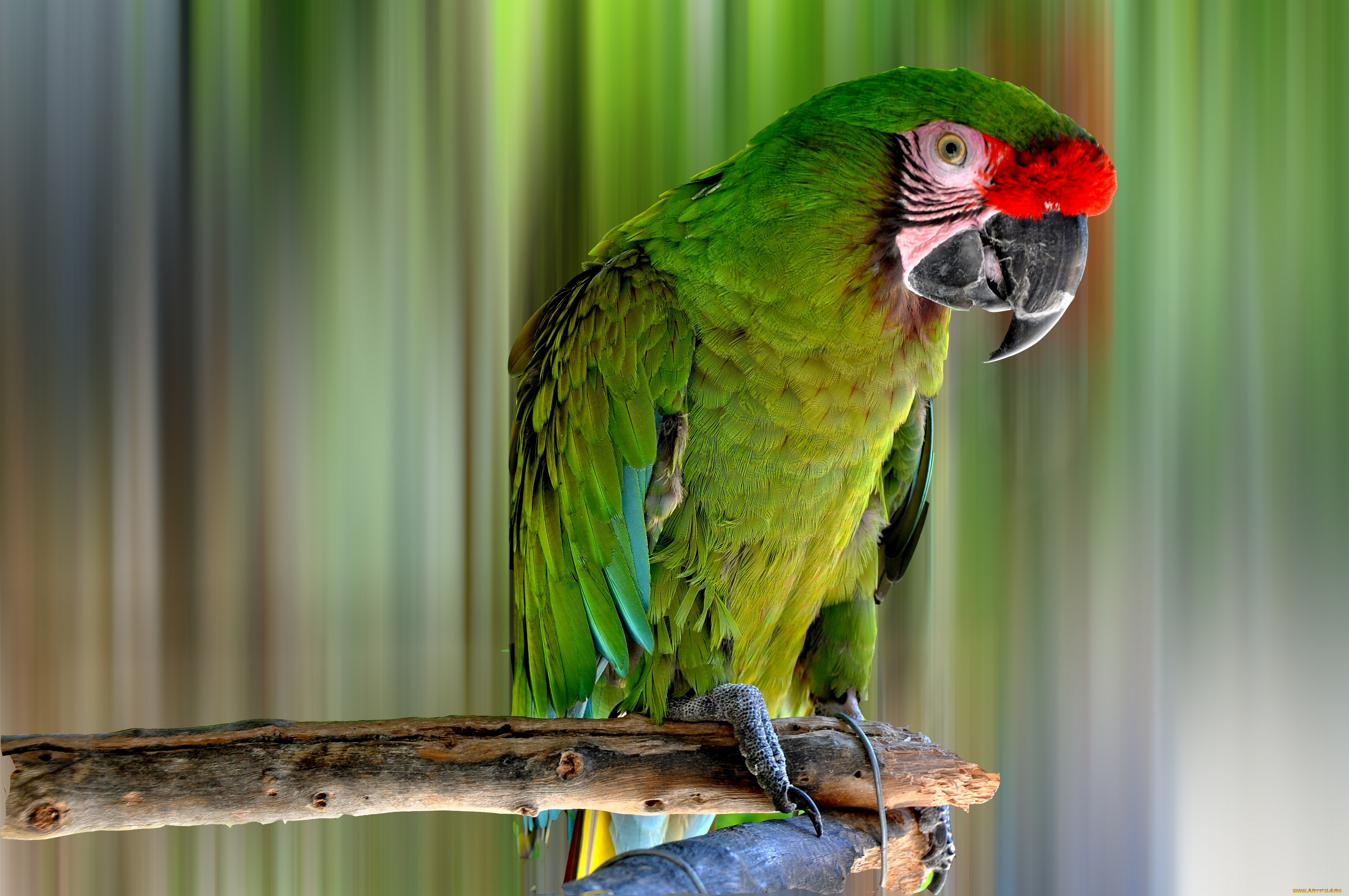 I ve parrot. Маверик попугай порода. Зелёный попугай порода ара. Зеленый длиннохвостый попугай. Лорикет аратинга.
