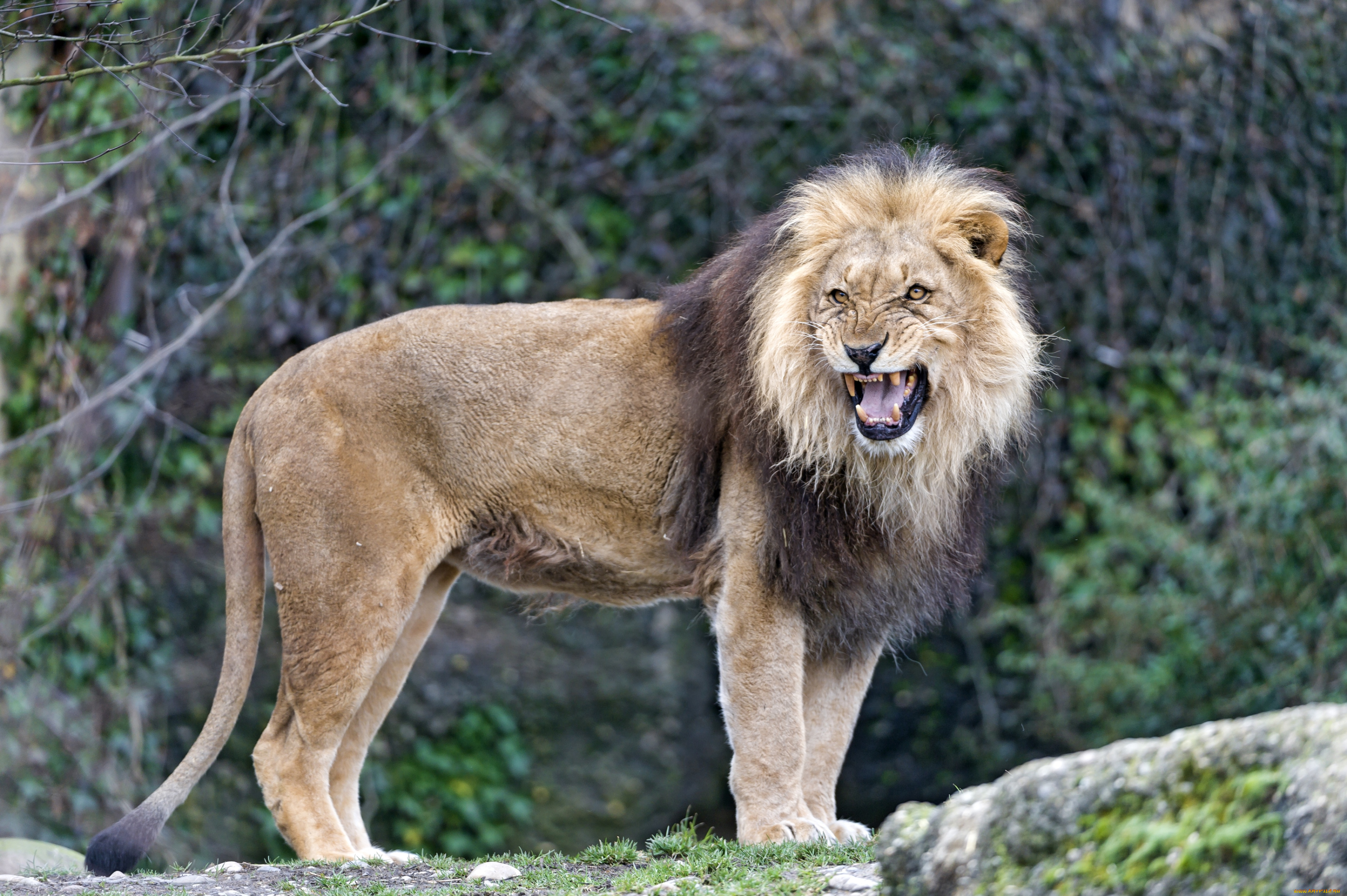 животные, львы, рык, царь, недовольство